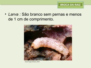 BROCA-DA-RAIZ

• Larva : São branco sem pernas e menos
de 1 cm de comprimento.

Fonte:Tsuguo Kohama, 2013

 