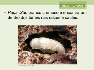 BROCA-DA-RAIZ

• Pupa :São branco cremoso e encontraram
dentro dos túneis nas raízes e caules.

Fonte:Tsuguo Kohama, 2013

 
