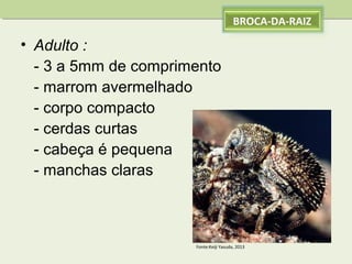 BROCA-DA-RAIZ

• Adulto :
- 3 a 5mm de comprimento
- marrom avermelhado
- corpo compacto
- cerdas curtas
- cabeça é pequena
- manchas claras

Fonte:Keiji Yasuda, 2013

 