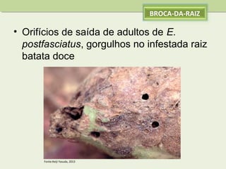 BROCA-DA-RAIZ

• Orifícios de saída de adultos de E. 
postfasciatus, gorgulhos no infestada raiz
batata doce

Fonte:Keiji Yasuda, 2013

 