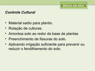 BROCA-DA-RAIZ

Controle Cultural
•
•
•
•
•

Material sadio para plantio.
Rotação de culturas.
Amontoa solo ao redor da base de plantas
Preenchimento de fissuras do solo.
Aplicando irrigação suficiente para prevenir ou
reduzir o fendilhamento do solo.

 