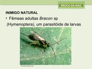 BROCA-DA-RAIZ

INIMIGO NATURAL

• Fêmeas adultas Bracon sp
(Hymenoptera), um parasitóide de larvas

Fonte:Keiji Yasuda, 2013

 