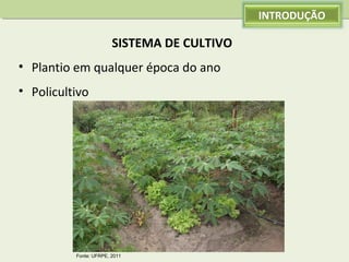 INTRODUÇÃO

SISTEMA DE CULTIVO
• Plantio em qualquer época do ano
• Policultivo

Fonte: UFRPE, 2011

 