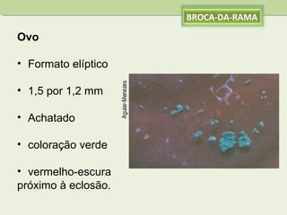 BROCA-DA-RAMA

Ovo
• Formato elíptico
• 1,5 por 1,2 mm
• Achatado
• coloração verde
• vermelho-escura
próximo à eclosão.

 
