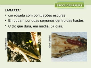 BROCA-DAS-RAMAS
LAGARTA:

• cor rosada com pontuações escuras
• Empupam por duas semanas dentro das hastes
• Ciclo que dura, em média, 57 dias.

 