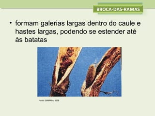 BROCA-DAS-RAMAS

• formam galerias largas dentro do caule e
hastes largas, podendo se estender até
às batatas

Fonte: EMBRAPA, 2008

 