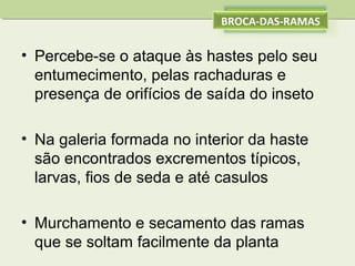 BROCA-DAS-RAMAS

• Percebe-se o ataque às hastes pelo seu
entumecimento, pelas rachaduras e
presença de orifícios de saída do inseto
• Na galeria formada no interior da haste
são encontrados excrementos típicos,
larvas, fios de seda e até casulos
• Murchamento e secamento das ramas
que se soltam facilmente da planta

 