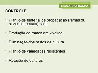 BROCA-DAS-RAMAS

CONTROLE
• Plantio de material de propagação (ramas ou
raízes tuberosas) sadio
• Produção de ramas em viveiros
• Eliminação dos restos de cultura
• Plantio de variedades resistentes
• Rotação de culturas

 
