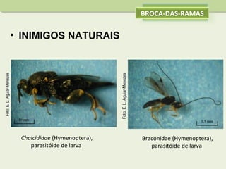 BROCA-DAS-RAMAS

• INIMIGOS NATURAIS

Chalcididae (Hymenoptera),
parasitóide de larva

Braconidae (Hymenoptera),
parasitóide de larva

 