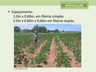 INTRODUÇÃO

• Espaçamento :
1,0m x 0,60m, em fileiras simples 
      2.0m x 0.60m x 0,60m em fileiras duplas.

Fonte: CEPLAC, 2010

 