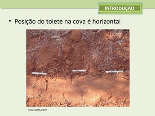 INTRODUÇÃO

• Posição do tolete na cova é horizontal 

Fonte: COSTA,2011

 