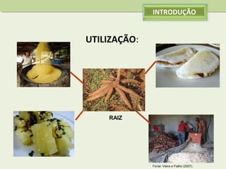 INTRODUÇÃO

UTILIZAÇÃO:

RAIZ

Fonte: Vieira e Fialho (2007).

 