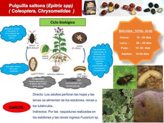 Directo: Los adultos perforan las hojas y las
larvas se alimentan de los estolones, raíces y
los tubérculos.
Indirectos: Por las raspaduras realizadas en
los estolones y las raíces ingresa Fusarium sp.
Pulguilla saltona (Epitrix spp)
( Coleoptera, Chrysomelidae )
BIOLOGIA , TOTAL: 53-68
Huevo: 10 - 36 días
Larva : 28 – 29 días
Pupa : 15 -50 días
Adultos: 10-30 días.
DAÑOS:
Ciclo biológico
 
