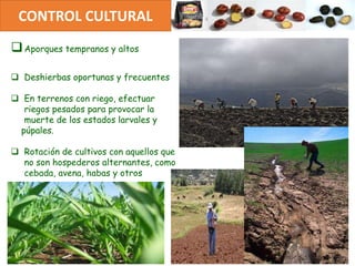 Aporques tempranos y altos
 Deshierbas oportunas y frecuentes
 En terrenos con riego, efectuar
riegos pesados para provocar la
muerte de los estados larvales y
púpales.
 Rotación de cultivos con aquellos que
no son hospederos alternantes, como
cebada, avena, habas y otros
CONTROL CULTURAL
 