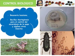 CONTROL BIOLOGICO
- Beauveria bassiana.
- Bacillus thuringiensis
para el control del
escarabajo de la papa
y algunos otros
insectos
 
