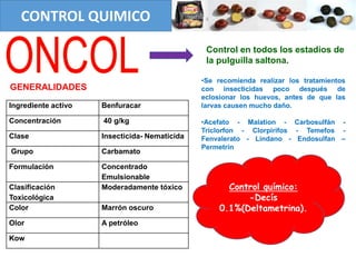 Control en todos los estadios de
la pulguilla saltona.
CONTROL QUIMICO
GENERALIDADES
Ingrediente activo Benfuracar
Concentración 40 g/kg
Clase Insecticida- Nematicida
Grupo Carbamato
Formulación Concentrado
Emulsionable
Clasificación
Toxicológica
Moderadamente tóxico
Color Marrón oscuro
Olor A petróleo
Kow
•Se recomienda realizar los tratamientos
con insecticidas poco después de
eclosionar los huevos, antes de que las
larvas causen mucho daño.
•Acefato - Malation - Carbosulfán -
Triclorfon - Clorpirifos - Temefos -
Fenvalerato - Lindano - Endosulfan –
Permetrín
Control químico:
-Decís
0.1%(Deltametrina).
 