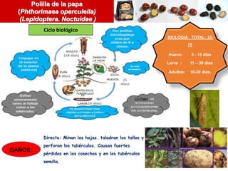 Directo: Minan las hojas. taladran los tallos y
perforan los tubérculos. Causan fuertes
pérdidas en las cosechas y en los tubérculos
semilla.
Polilla de la papa
(Phthorimaea operculella)
(Lepidoptera. Noctuidae )
BIOLOGIA , TOTAL: 22-
75
Huevo: 5 - 15 días
Larva : 11 – 30 días
Adultos: 10-30 días.
DAÑOS:
Ciclo biológico
 