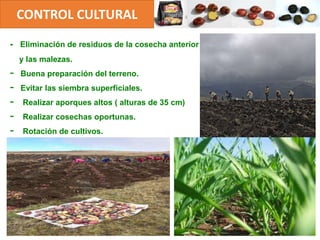 - Eliminación de residuos de la cosecha anterior
y las malezas.
- Buena preparación del terreno.
- Evitar las siembra superficiales.
- Realizar aporques altos ( alturas de 35 cm)
- Realizar cosechas oportunas.
- Rotación de cultivos.
CONTROL CULTURAL
 
