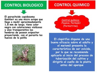 El parasitoide copidosoma
Koehleri es una micro avispa que
llega a medir aproximadamente
1,8 mm de largo; tiene color
negro con coloraciones violáceas
y alas transparentes las
hembras de poseen ovipositor
proyectando, con el parasita los
huevos de la polilla
El clopirifos dispone de una
buena eficacia sobre el adulto y
el metomil presenta la
característica de ser ovicida,
por lo que se recomienda
aplicarlo al inicio del proceso de
tuberización del cultivo y
dirigirlo al cuello de la planta
antes del aporque
Control químico:
-Pounce, Permekil
(Permetrina).
CONTROL BIOLOGICO CONTROL QUIMICO
 