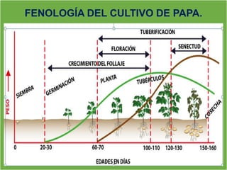 FENOLOGÍA DEL CULTIVO DE PAPA.
 