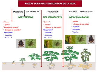 FASE INICIAL FASE VEGETATIVA TUBERIZACIÓN DESARROLLO Y MADURACIÓN
FASE VEGETATIVA FASE REPRODUCTIVA
Malezas
“ Epitrix”
“Gusanos cortadores”
“ Gorgojo de los andes”
“Rhyzoctonia”
“ Fusarium”
“Rancha “
FASE DE MADURACIÓN
“ Epitrix”
“ Polillas ”
“ Gorgojo de los andes”
“Rhyzoctonia”
“ Fusarium”
“Verticillium”
“Rancha “
“ Polillas ”
“ Gorgojo de los andes”
“ Fusarium”
“Verticillium”
“Rancha “
PLAGAS POR FASES FENOLOGICAS DE LA PAPA
 