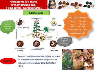 Gorgojo de los andes
(Premnotrypes spp)
( Coleóptera. Curculionidae )
BIOLOGIA ,TOTAL: 479.7
Huevo: 64.7 días
Larva : 30.6 días
Pupa : 24.2 días
Adultos Macho: 213.5 días.
Adulto Hembra:122.7
DAÑOS:
Ciclo biológico
Directo: Los adultos comen las hojas y las larvas
se alimentan de los estolones e ingresan a los
tubérculos. Pueden causar pérdidas hasta el
100%.
 