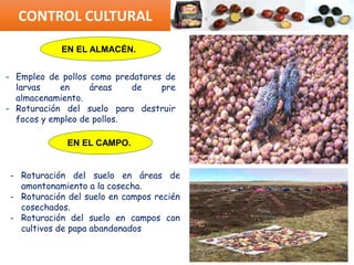 CONTROL CULTURAL
EN EL ALMACÉN.
EN EL CAMPO.
- Empleo de pollos como predatores de
larvas en áreas de pre
almacenamiento.
- Roturación del suelo para destruir
focos y empleo de pollos.
- Roturación del suelo en áreas de
amontonamiento a la cosecha.
- Roturación del suelo en campos recién
cosechados.
- Roturación del suelo en campos con
cultivos de papa abandonados
 