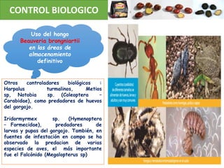 CONTROL BIOLOGICO
Uso del hongo
Beauveria brongniartii
en las áreas de
almacenamiento
definitivo
Otros controladores biológicos :
Harpalus turmalinos, Metios
sp, Notobia sp. (Coleoptera –
Carabidae), como predadores de huevos
del gorgojo.
Iridormyrmex sp. (Hymenoptera
– Formecidae), predadores de
larvas y pupas del gorgojo. También, en
fuentes de infestación en campo se ha
observado la predacion de varias
especies de aves, el más importante
fue el Falcónido (Megalopterus sp)
 