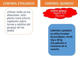 utilizar muña en los
almacenes ,esta
planta tiene efecto
repelente sobre
larvas y adultos del
gorgojo de los
andes
CONTROL ETOLOGICO CONTROL QUIMICO
CONTROL QUIMICO
se utiliza Furadan
4f,sevin85pm, Temik
15g a 30 kg
/ha,aplicado al
momento de la
cosecha
Control químico:
- Regent 0.1%
(fipronil).
 