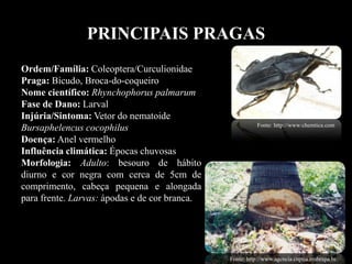 PRINCIPAIS PRAGAS
Ordem/Família: Coleoptera/Curculionidae
Praga: Bicudo, Broca-do-coqueiro
Nome científico: Rhynchophorus palmarum
Fase de Dano: Larval
Injúria/Sintoma: Vetor do nematoide
Bursaphelencus cocophilus
Doença: Anel vermelho
Influência climática: Épocas chuvosas
Morfologia: Adulto: besouro de hábito
diurno e cor negra com cerca de 5cm de
comprimento, cabeça pequena e alongada
para frente. Larvas: ápodas e de cor branca.
2000 a 2700
mm
chemtica.com
Fonte: http://www:chemtica.com
Fonte: http://www.agencia.cnptia.embrapa.br.
 