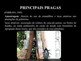 PRINCIPAIS PRAGAS
Amostragem: Através do uso de armadilhas e iscas atrativas nas
plantações de palmeiras.
Iscas atrativas: associação de colmos de cana-de-açúcar, ou brotos de
bambu, ou ainda pedúnculos do cacho de dendê com feromônio de
agregação desse inseto, que são extraídos de suas glândulas.
(EMBRAPA, 1999)
Fonte: https://image.slidesharecdn.com
 