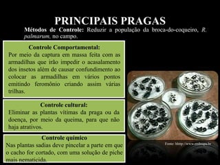 PRINCIPAIS PRAGAS
Métodos de Controle: Reduzir a população da broca-do-coqueiro, R.
palmarum, no campo.
Fonte: hhttp://www.embrapa.br
Controle Comportamental:
Por meio da captura em massa feita com as
armadilhas que irão impedir o acasalamento
dos insetos além de causar confundimento ao
colocar as armadilhas em vários pontos
emitindo feromônio criando assim várias
trilhas.
Controle cultural:
Eliminar as plantas vítimas da praga ou da
doença, por meio da queima, para que não
haja atrativos.
Controle químico
Nas plantas sadias deve pincelar a parte em que
o cacho for cortado, com uma solução de piche
mais nematicida.
 