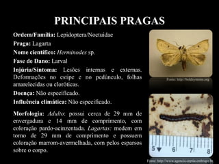 PRINCIPAIS PRAGAS
Ordem/Família: Lepidoptera/Noctuidae
Praga: Lagarta
Nome científico: Herminodes sp.
Fase de Dano: Larval
Injúria/Sintoma: Lesões internas e externas.
Deformações no estipe e no pedúnculo, folhas
amarelecidas ou cloróticas.
Doença: Não especificado.
Influência climática: Não especificado.
Morfologia: Adulto: possui cerca de 29 mm de
envergadura e 14 mm de comprimento, com
coloração pardo-acinzentada. Lagartas: medem em
torno de 29 mm de comprimento e possuem
coloração marrom-avermelhada, com pelos esparsos
sobre o corpo.
chemtica.com
Fonte: http://boldsystems.org
Fonte: http://www.agencia.cnptia.embrapa.br.
 