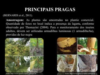 PRINCIPAIS PRAGAS
Amostragem: As plantas são amostradas no plantio comercial.
Quantidade de fezes no local indica a presença da lagarta, conforme
observado por Thomazini (2004). Para o monitoramento dos insetos
adultos, devem ser utilizadas armadilhas luminosas (1 armadilha/ha),
providas de luz negra
(BERNARDI et al., 2011).
Fonte: http://www.agencia.cnptia.embrapa.br. Fonte: http://www.agencia.cnptia.embrapa.br.
 