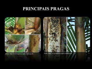 PRINCIPAIS PRAGAS
Fonte: http://www.agencia.cnptia.embrapa.br. Fonte: http://www.agencia.cnptia.embrapa.br.
 