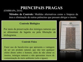PRINCIPAIS PRAGAS
Métodos de Controle: Medidas alternativas como a limpeza da
área e eliminação de outras palmeiras que possam abrigar o inseto.
(EMBRAPA, 2016).
Controle Biológico
Por meio da preservação dos inimigos naturais que
se alimentam da lagarta ou pela liberação de
trichograma.
Fonte: http://blog.mundohorta.com.b
Controle Físico
Fazer uso do baculovírus que apresenta a vantagem
de ser um produto natural, que não tem qualquer
efeito direto sobre o homem, além de não afetar os
insetos, inimigos naturais e não apresentar riscos de
contaminação do meio ambiente (solo e águas).
 