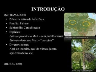 INTRODUÇÃO
• Palmeira nativa da Amazônia
• Família: Palmae
• Subfamília: Ceroxilinease
• Espécies:
Euterpe precatoria Mart – sem perfilhamento
Euterpe oleraceae Mart – “touceiras”
• Diversos nomes:
Açaí-de-touceira, açaí-da-várzea, juçara,
açaí-verdadeiro, etc.
Fonte: http://www.imazongeo.org.br
Fonte: hhttp://www.embrapa.br
(SUFRAMA, 2003)
(BERGO, 2003)
 