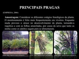 PRINCIPAIS PRAGAS
Amostragem: Considerar os diferentes estágios fenológicos da planta.
O monitoramento é feito mais frequentemente em viveiros. Enquanto
muda provoca o atraso no desenvolvimento da planta, tornando-a
raquítica e com as folhas amareladas, por causa da seiva que tanto as
ninfas como os adultos sugam para se alimentarem.
(EMPRESA, 2006)
Fonte: https://agencia.cnptia.embrapa.br. Fonte: https://agencia.cnptia.embrapa.br. Fonte: https://agencia.cnptia.embrapa.br.
 