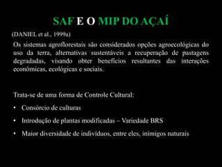 SAF E O MIP DO AÇAÍ
Os sistemas agroflorestais são considerados opções agroecológicas do
uso da terra, alternativas sustentáveis a recuperação de pastagens
degradadas, visando obter benefícios resultantes das interações
econômicas, ecológicas e sociais.
Trata-se de uma forma de Controle Cultural:
• Consórcio de culturas
• Introdução de plantas modificadas – Variedade BRS
• Maior diversidade de indivíduos, entre eles, inimigos naturais
(DANIEL et al., 1999a)
 