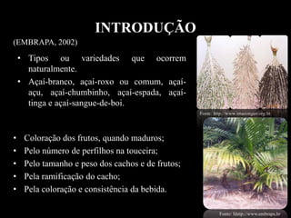 INTRODUÇÃO
• Tipos ou variedades que ocorrem
naturalmente.
• Açaí-branco, açaí-roxo ou comum, açaí-
açu, açaí-chumbinho, açaí-espada, açaí-
tinga e açaí-sangue-de-boi.
Fonte: http://www.imazongeo.org.br
Fonte: hhttp://www.embrapa.br
(EMBRAPA, 2002)
• Coloração dos frutos, quando maduros;
• Pelo número de perfilhos na touceira;
• Pelo tamanho e peso dos cachos e de frutos;
• Pela ramificação do cacho;
• Pela coloração e consistência da bebida.
 