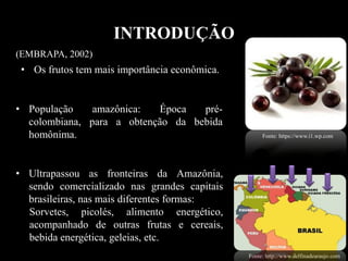 INTRODUÇÃO
• Os frutos tem mais importância econômica.
Fonte: https://www.i1.wp.com
Fonte: http://www.delfinadearaujo.com
(EMBRAPA, 2002)
• Ultrapassou as fronteiras da Amazônia,
sendo comercializado nas grandes capitais
brasileiras, nas mais diferentes formas:
Sorvetes, picolés, alimento energético,
acompanhado de outras frutas e cereais,
bebida energética, geleias, etc.
• População amazônica: Época pré-
colombiana, para a obtenção da bebida
homônima.
 