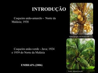 Coqueiro anão-verde - Java; 1924
e 1939 do Norte da Malásia
Fonte: mfrural.com.br
EMBRAPA (2006)
INTRODUÇÃO
Coqueiro anão-amarelo - Norte da
Malásia; 1938
Fonte: google.com.br/mercado
 