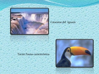 Cataratas del  Iguazú Tucán Fauna característica  