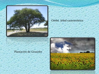 Ombú  árbol característico Plantación de Girasoles 