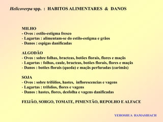 Helicoverpa spp. : HABITOS ALIMENTARES & DANOS 
MILHO - Ovos : estilo-estigma fresco 
- Lagartas : alimentam-se do estilo-estigma e grãos 
- Danos : espigas danificadas ALGODÃO 
- Ovos : sobre folhas, bracteas, botões florais, flores e maçãs 
- Lagartas : folhas, caule, bracteas, botões florais, flores e maçãs 
- Danos : botões florais (queda) e maçãs perfuradas (carimãs) SOJA 
- Ovos : sobre trifólios, hastes, inflorescencias e vagens 
- Lagartas : trifolios, flores e vagens 
- Danos : hastes, flores, desfolha e vagens danificadas FEIJÃO, SORGO, TOMATE, PIMENTÃO, REPOLHO E ALFACE 
YEHOSHUA HAMASHIACH  