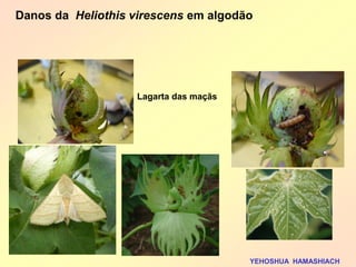 Lagarta das maçãs 
Danos da Heliothis virescens em algodão 
YEHOSHUA HAMASHIACH  