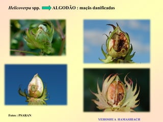 Helicoverpa spp. ALGODÃO : maçãs danificadas 
Fotos : PSARAN 
YEHOSHUA HAMASHIACH  