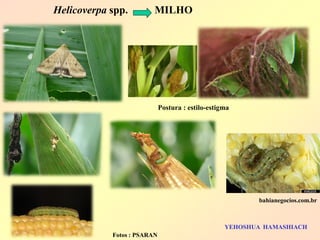 Helicoverpa spp. MILHO 
Postura : estilo-estigma 
bahianegocios.com.br 
Fotos : PSARAN 
YEHOSHUA HAMASHIACH  