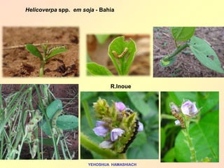 Helicoverpa spp. em soja - Bahia 
R.Inoue 
YEHOSHUA HAMASHIACH  