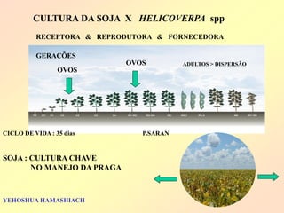 OVOS 
OVOS 
CICLO DE VIDA : 35 dias 
GERAÇÕES 
CULTURA DA SOJA X HELICOVERPA spp 
RECEPTORA & REPRODUTORA & FORNECEDORA 
SOJA : CULTURA CHAVE 
NO MANEJO DA PRAGA 
YEHOSHUA HAMASHIACH 
P.SARAN 
ADULTOS > DISPERSÃO  